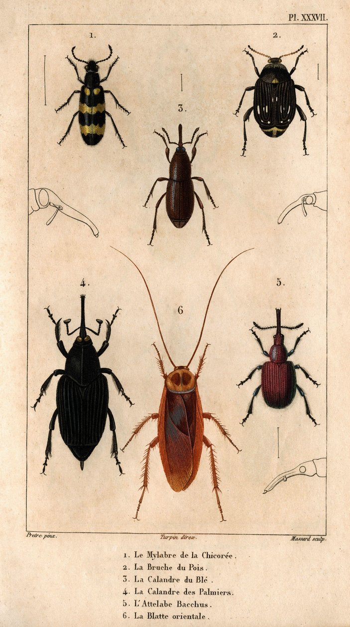 La Mylabra della cicoria, il Bruco del pisello, la griglia del grano, la griglia delle palme, l