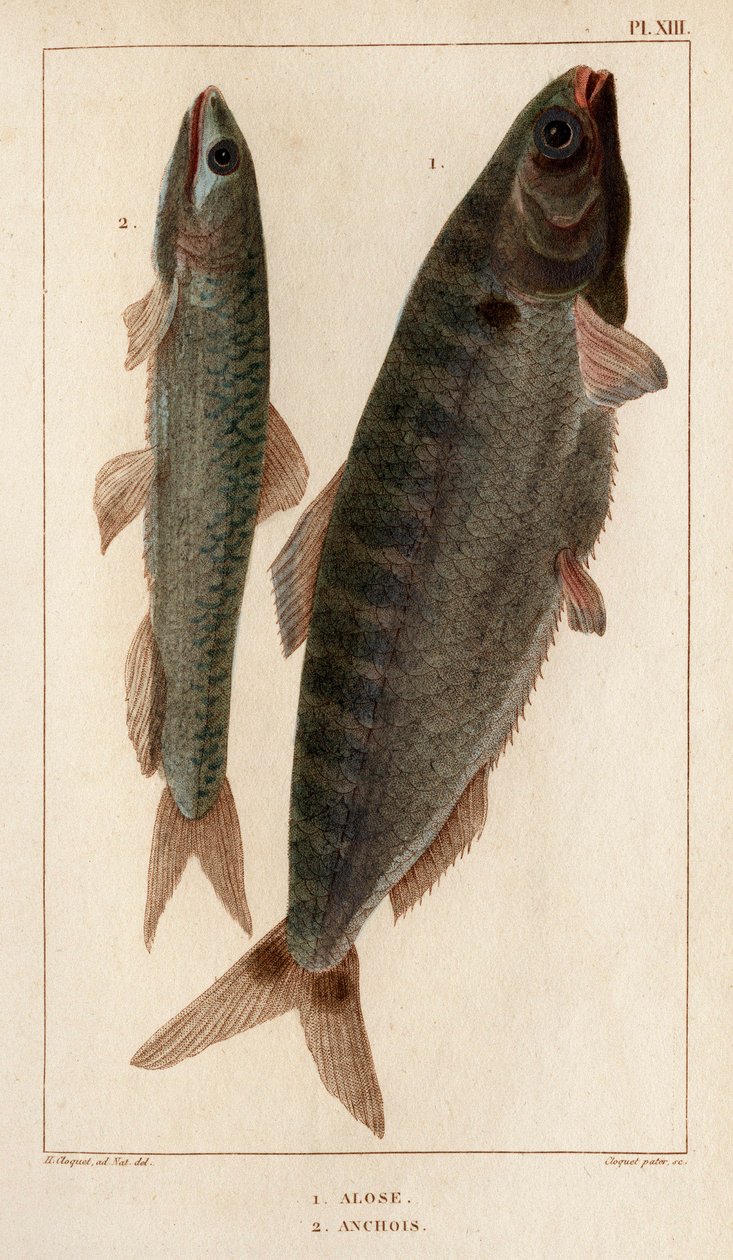 Alosa e Acciughe. "Fauna dei Medici o storia degli animali e dei loro prodotti di Hippolyte Cloquet" - Volume 6 - 1825 da Hippolyte Cloquet