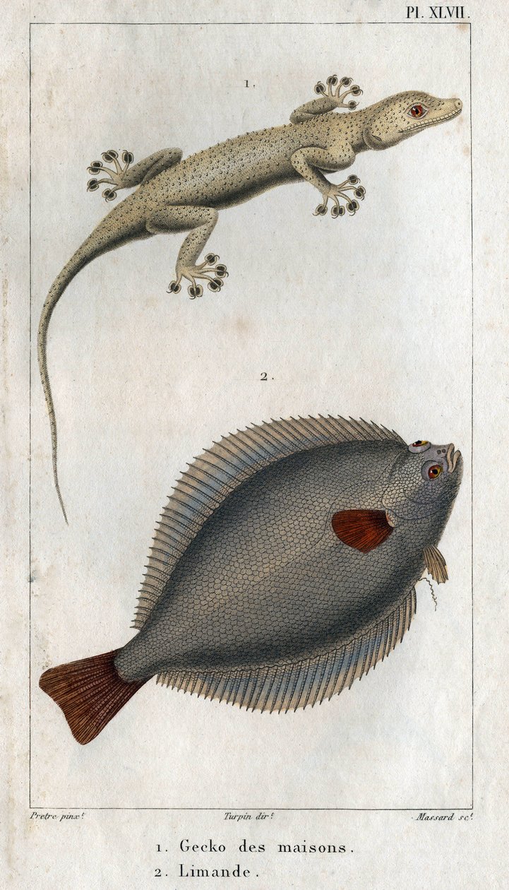 Il Geco delle Case e Limanda. Tavola tratta da "Fauna della Fisica o Storia degli Animali e dei loro Prodotti" di Hippolyte Cloquet da Hippolyte Cloquet