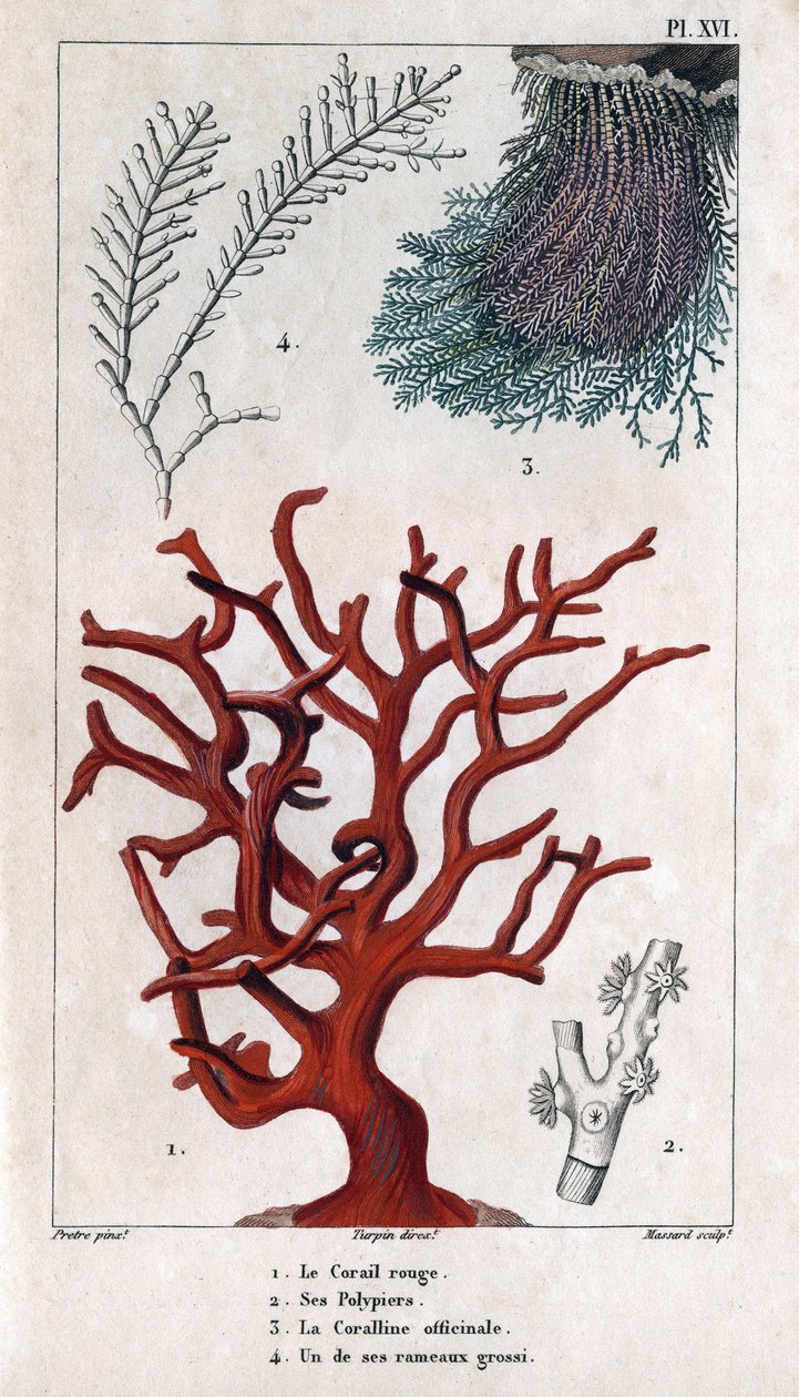 Il Corallo Rosso, i suoi Polipi, il Coralline officinale, uno dei rami grossolani. in "Fauna dei Docks o Storia degli Animali e dei loro Prodotti di Hippolyte Cloquet" - Volume 6 - 1825 da Hippolyte Cloquet