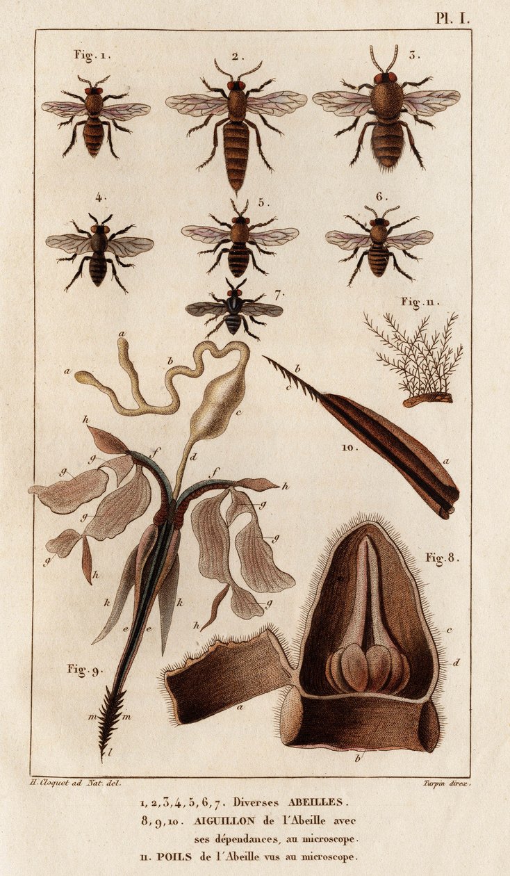Varie api. "Fauna dei Medici o storia degli animali e dei loro prodotti di Hippolyte Cloquet" - Volume 6 - 1825 da Hippolyte Cloquet