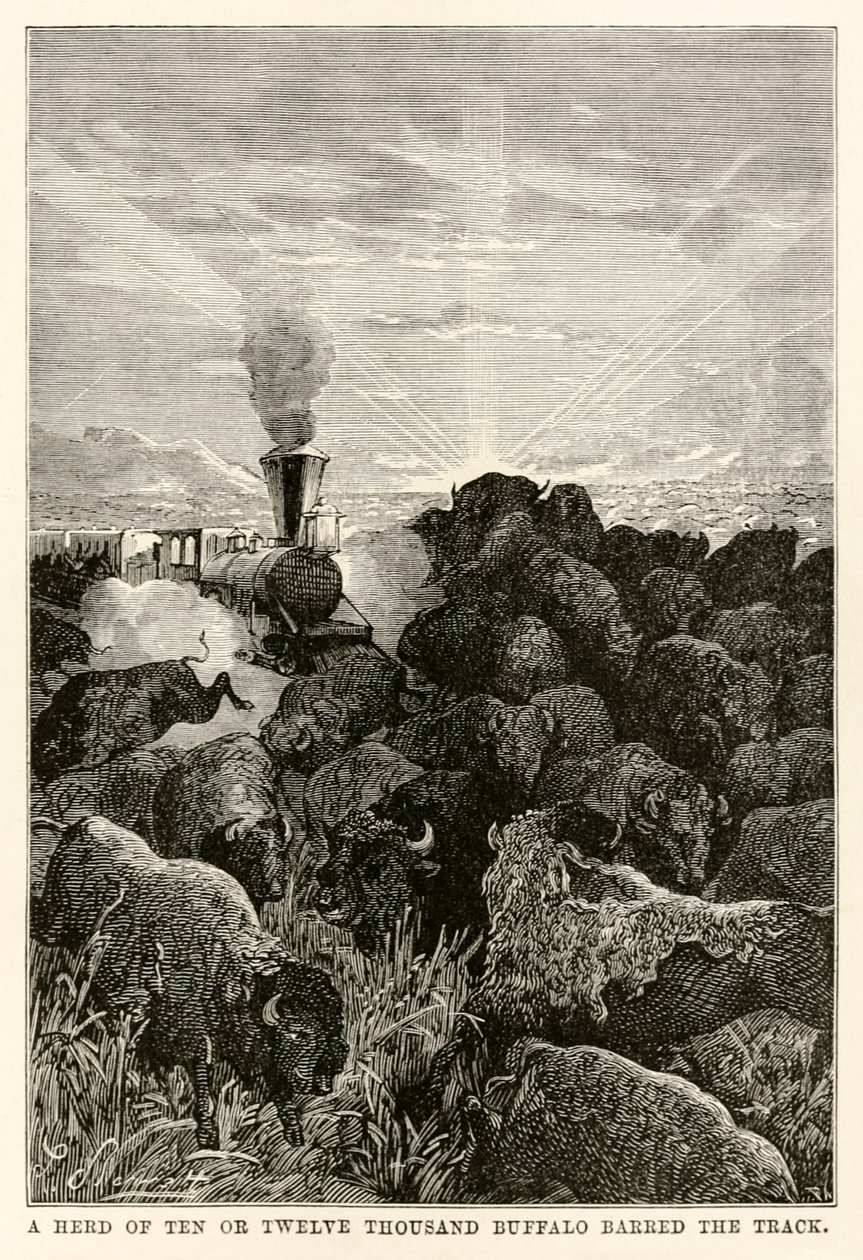 Un branco di dieci o dodicimila bufali bloccava la strada, da Il giro del mondo in ottanta giorni di Jules Verne (1828-1905) inciso da Louis Prevost, 1873 da Hippolyte Leon Benett