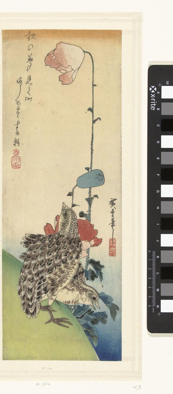 Quaglie e papaveri da Hiroshige (I) , Utagawa