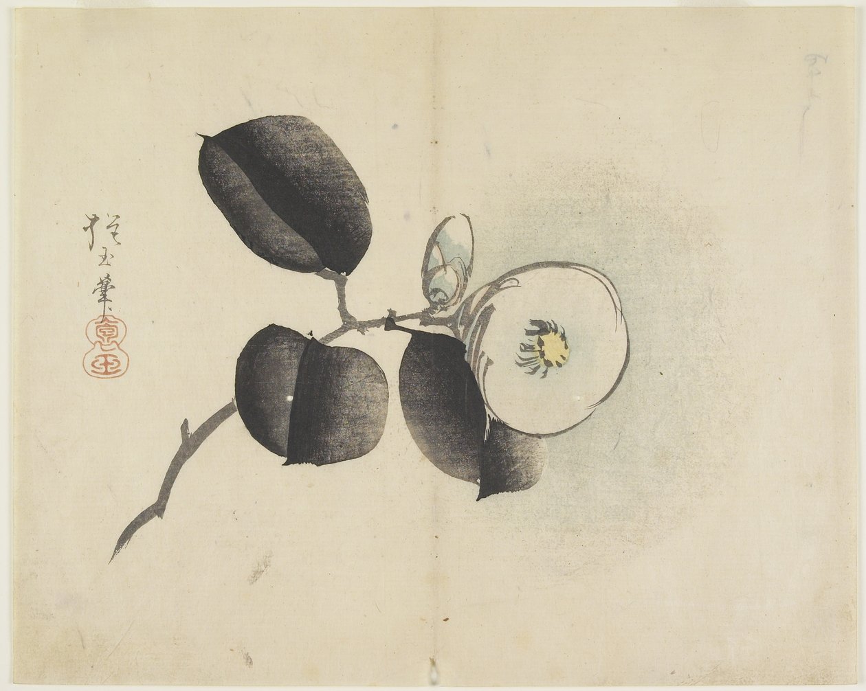 Fiore e Bocciolo di Camelia, c. 1830 da Hogyoku