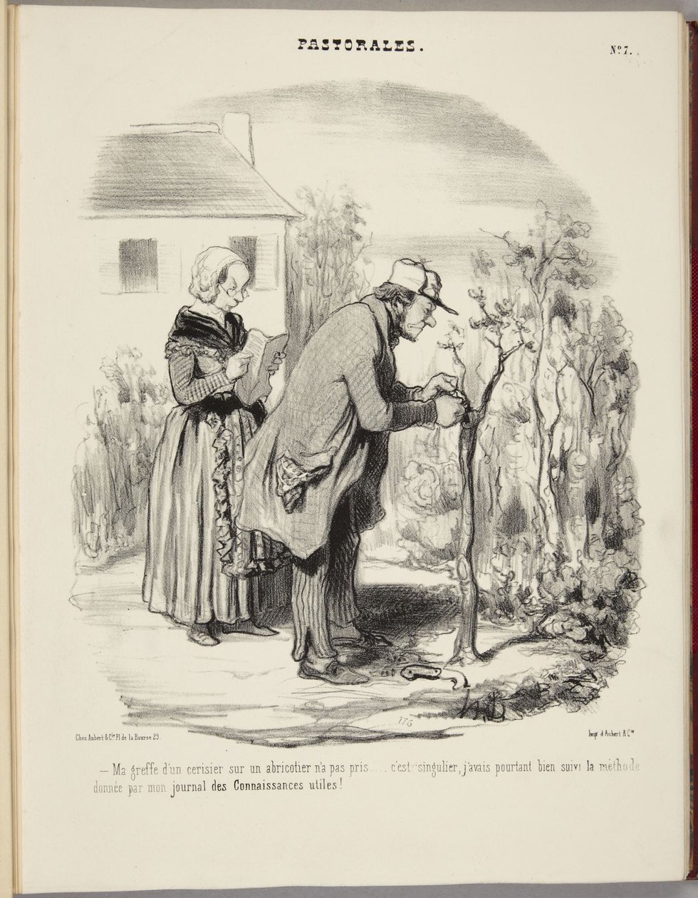Il mio innesto di ciliegio su un albicocco non ha attecchito... da Honoré Daumier