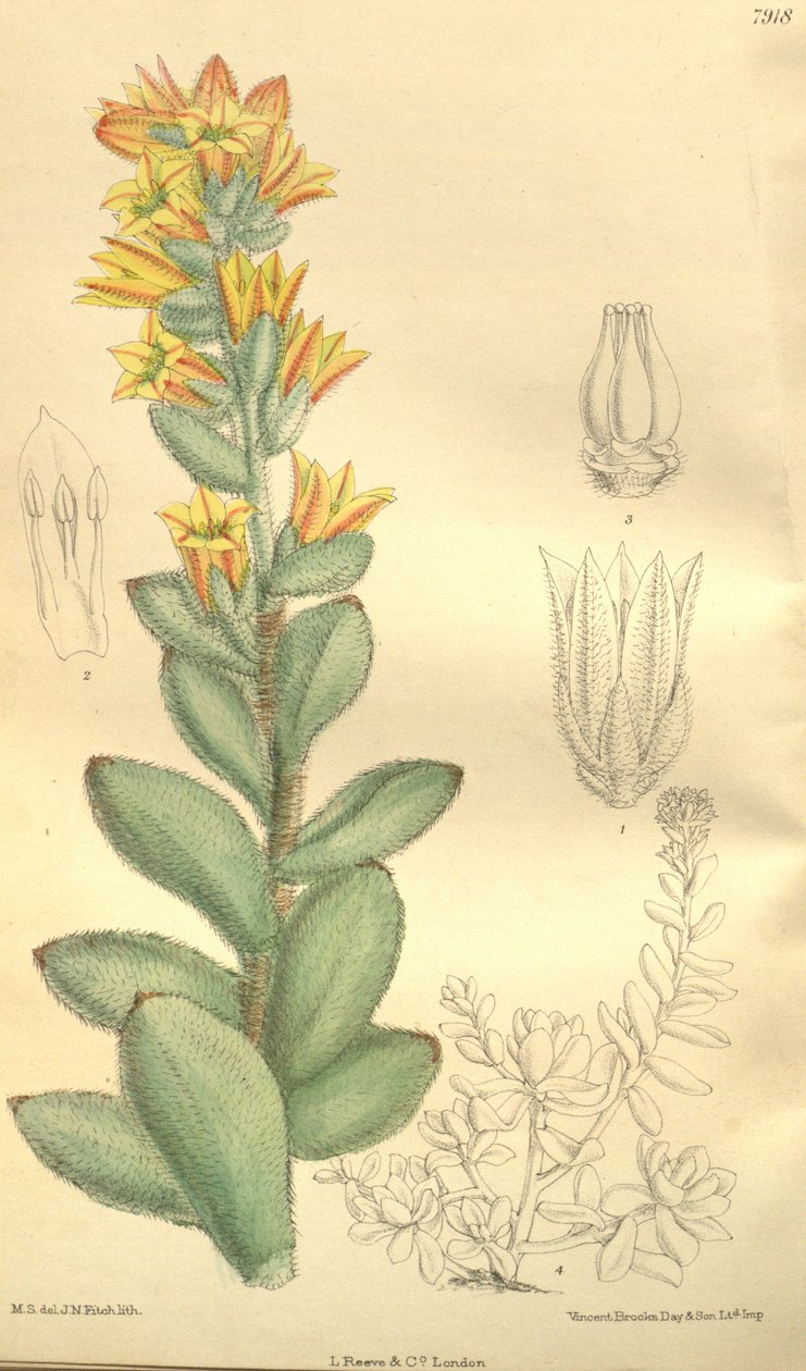 Echeveria pulvinata, come Cotyledon pulvinata da Hooker f.
