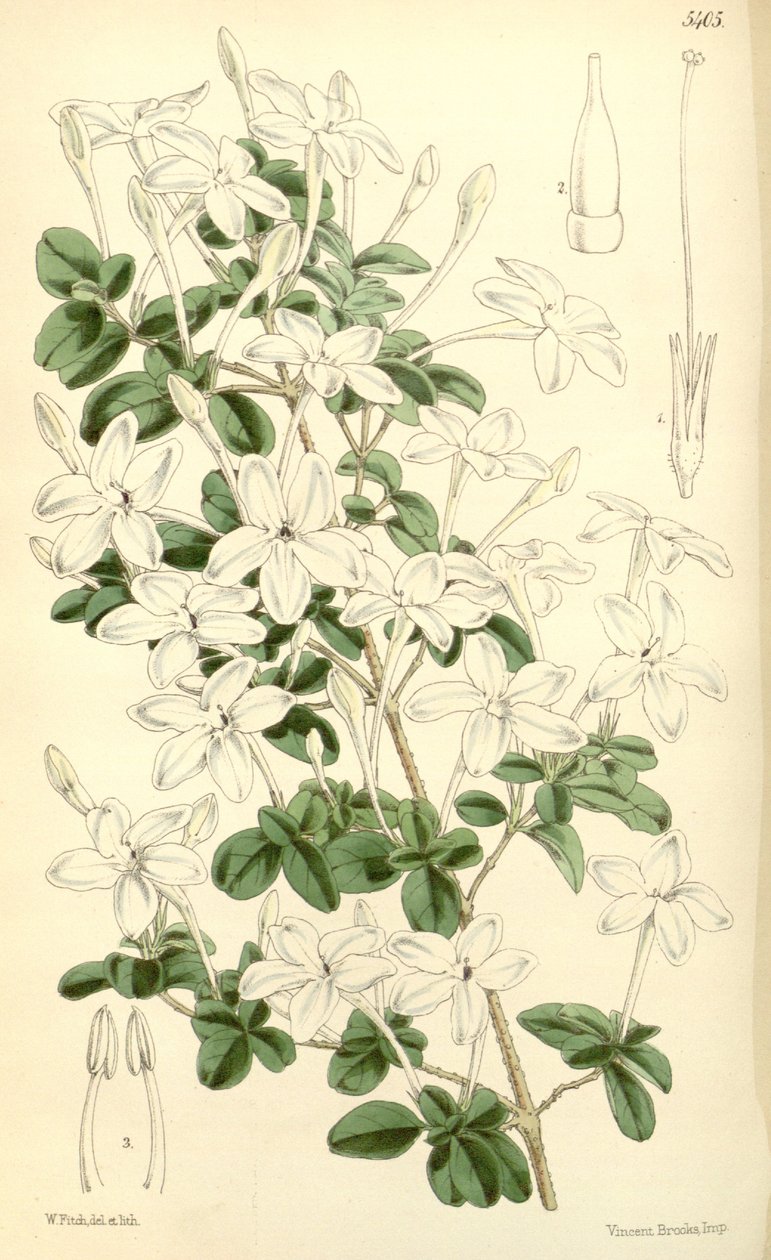 Pseuderanthemum tuberculatum da Hooker f.