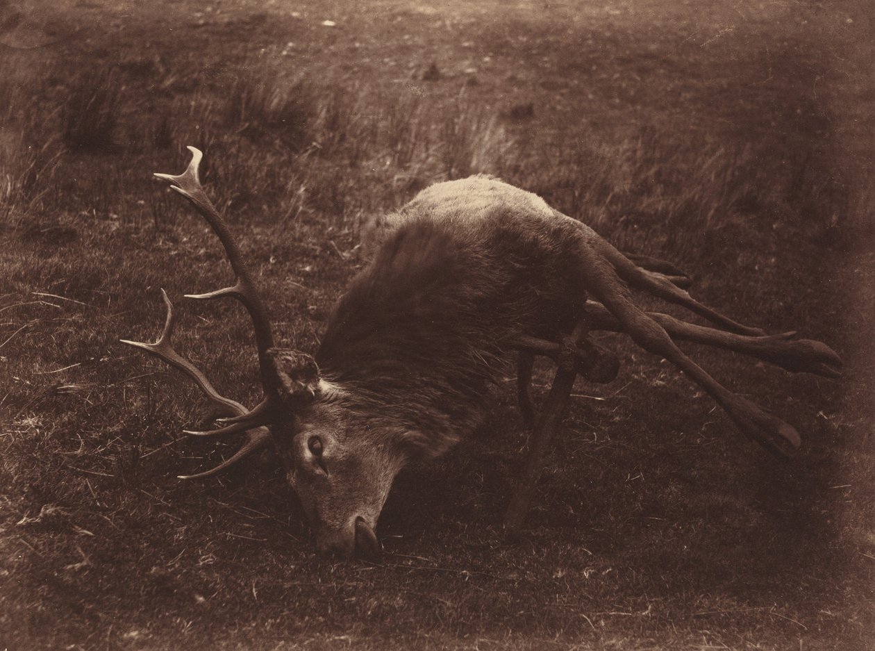Cervo morto, 1857 (foto) da Horatio Ross