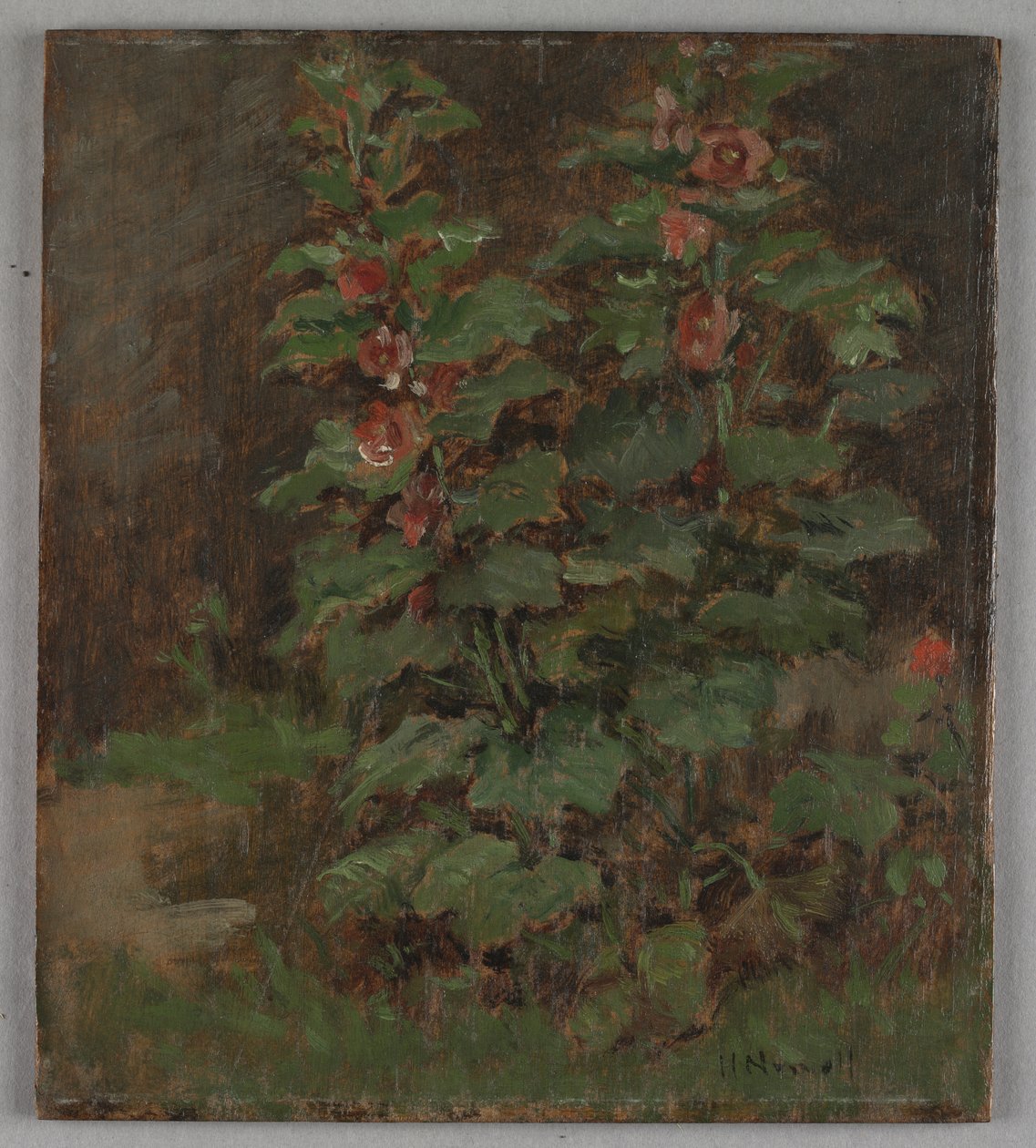 Fiori da Hugh Newell