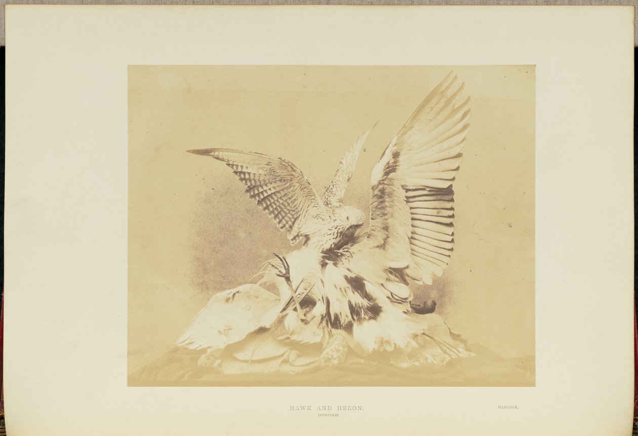 Falco e airone da Hugh Owen