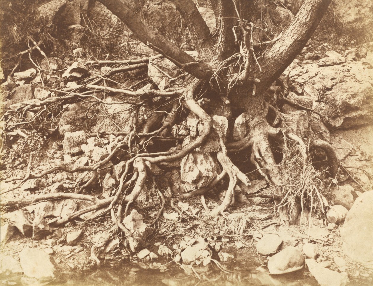 Albero con groviglio di radici, 1853 (foto) da Hugh Owen