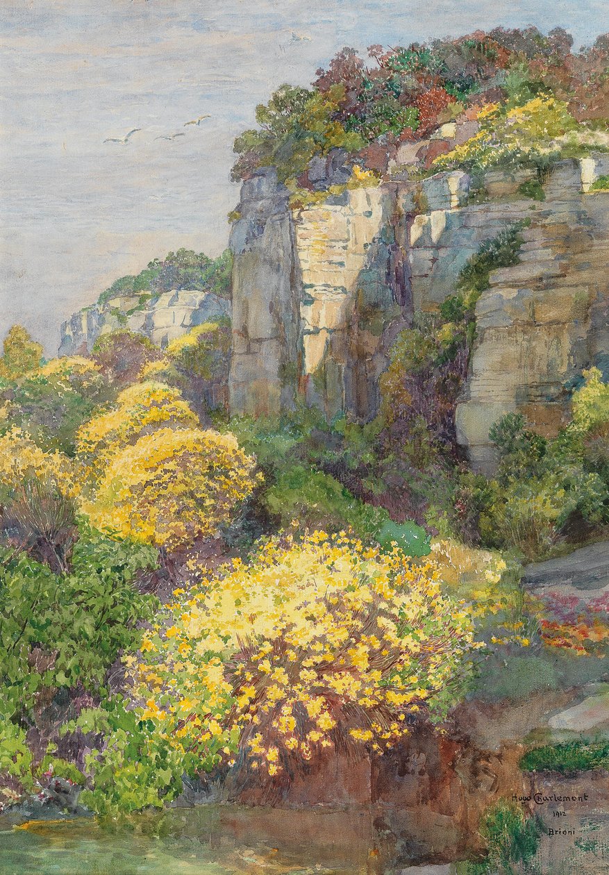 Ginestre in fiore a Brioni da Hugo Charlemont