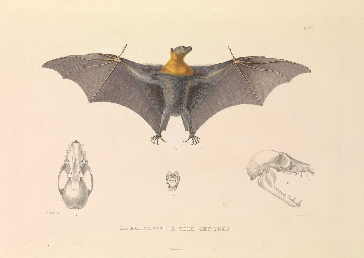 Il Pipistrello Grigio da Hyacinthe Yves Philippe (1781 1846) Potentien
