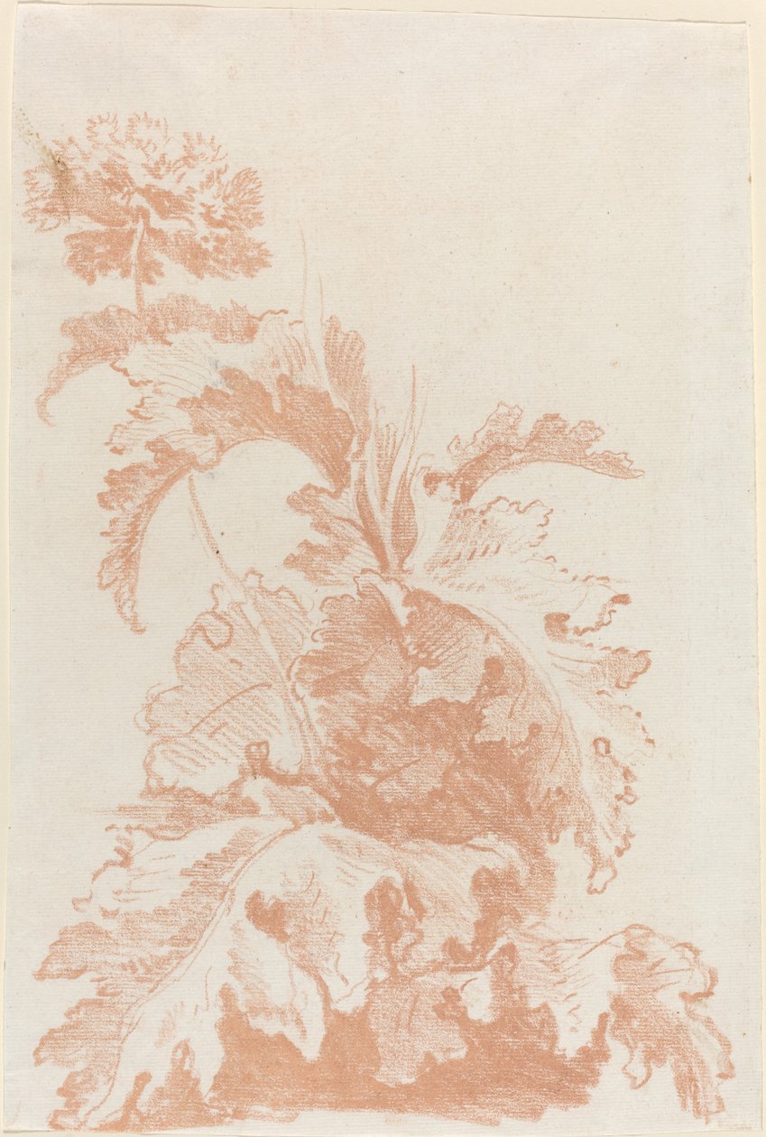 Papavero in fiore da I Jean Baptiste Hüet
