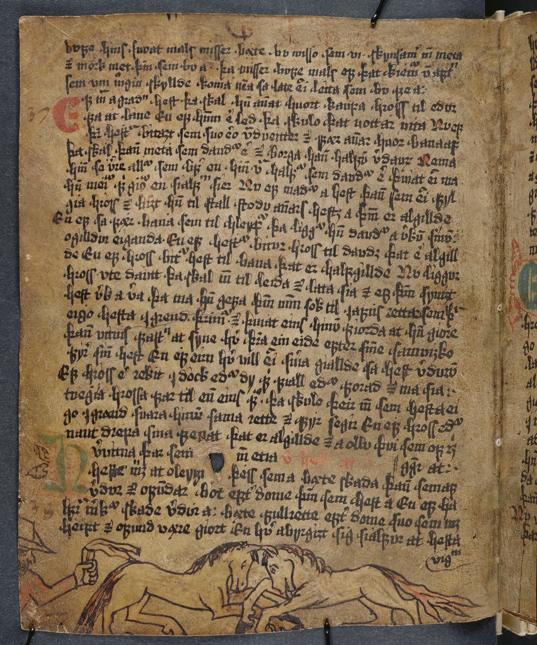 Combattimento di cavalli, da Heynesbok (Il Libro di Heynes), prima metà del XVI secolo da Icelandic School