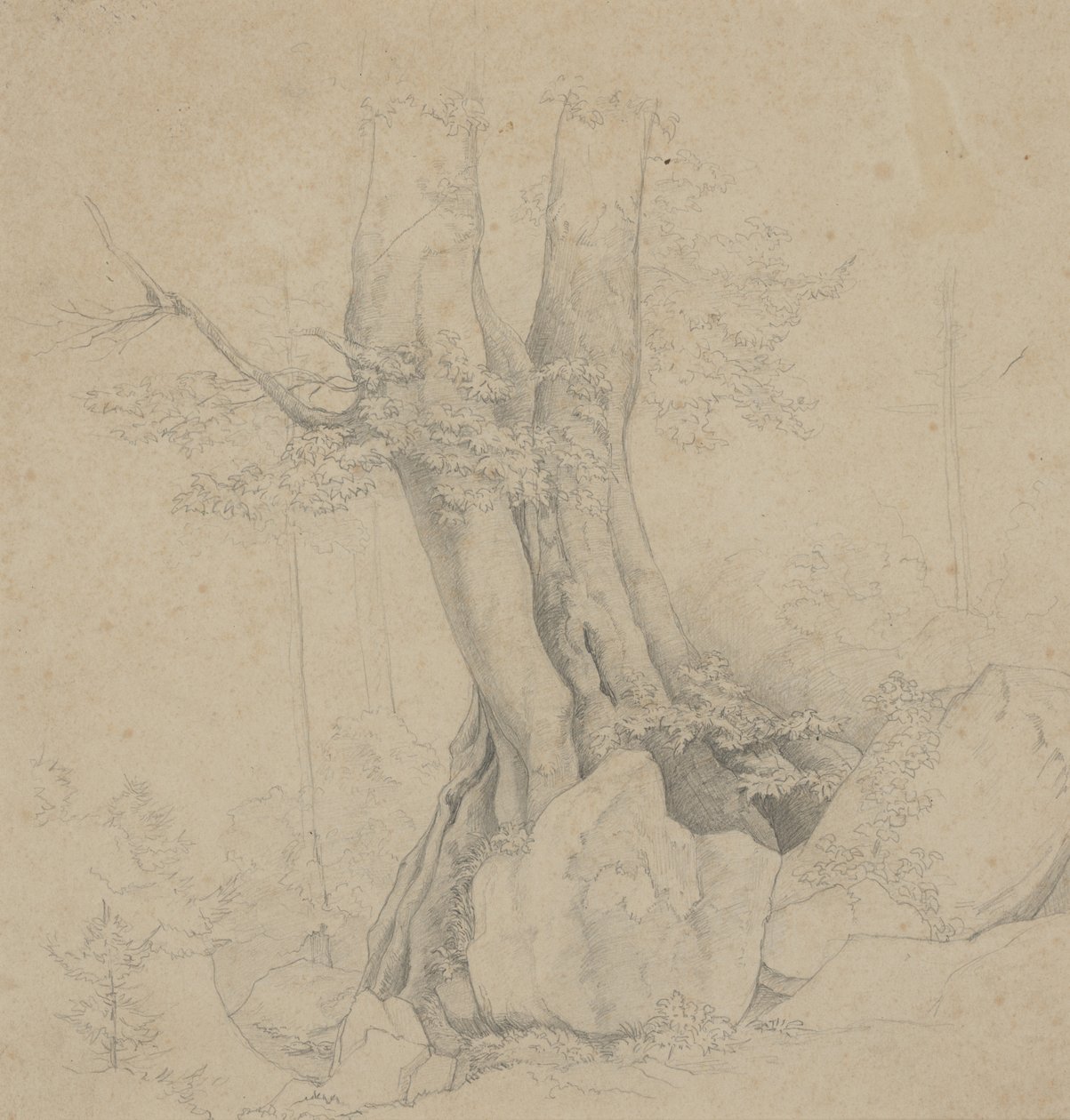 Albero e roccia da Ida Weisselberg Hadra