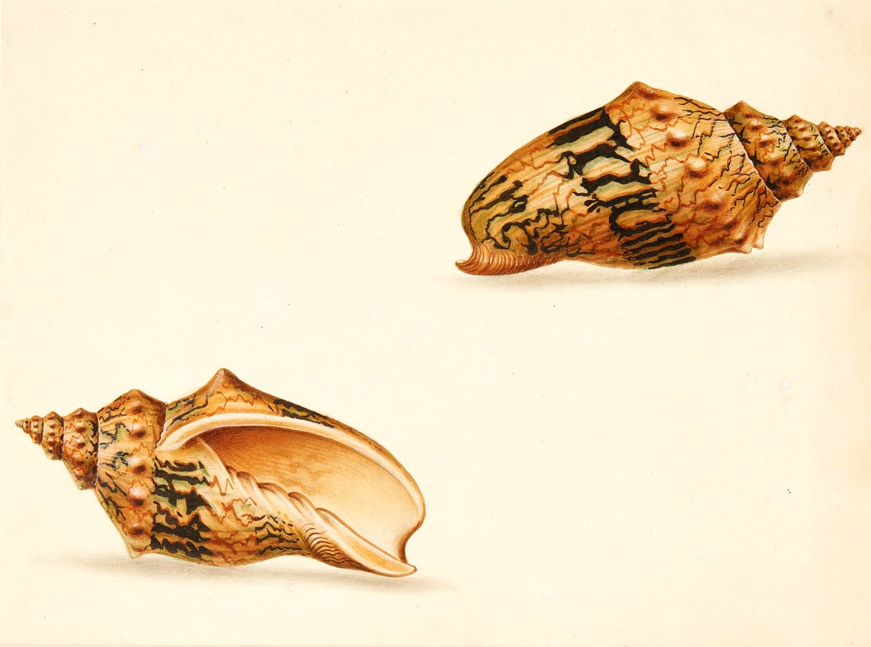 Studio di Conchiglie da Ignaz Von (manner of) Born