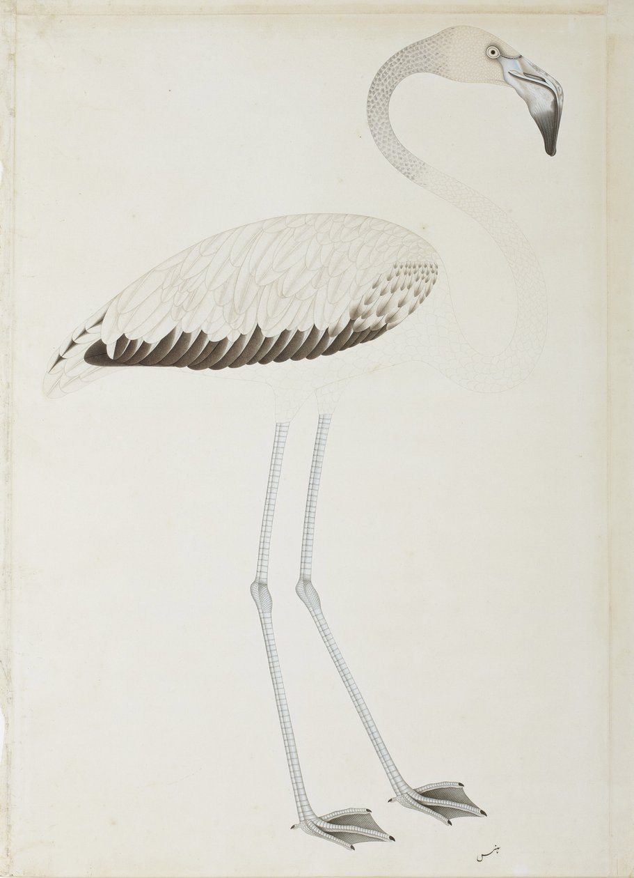 Un fenicottero, c.1780 da Indian School