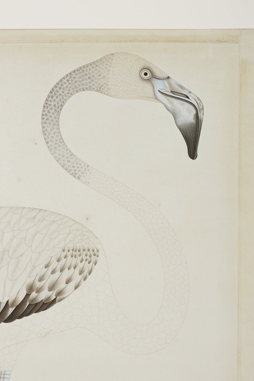 Un fenicottero, dettaglio, c.1780 da Indian School