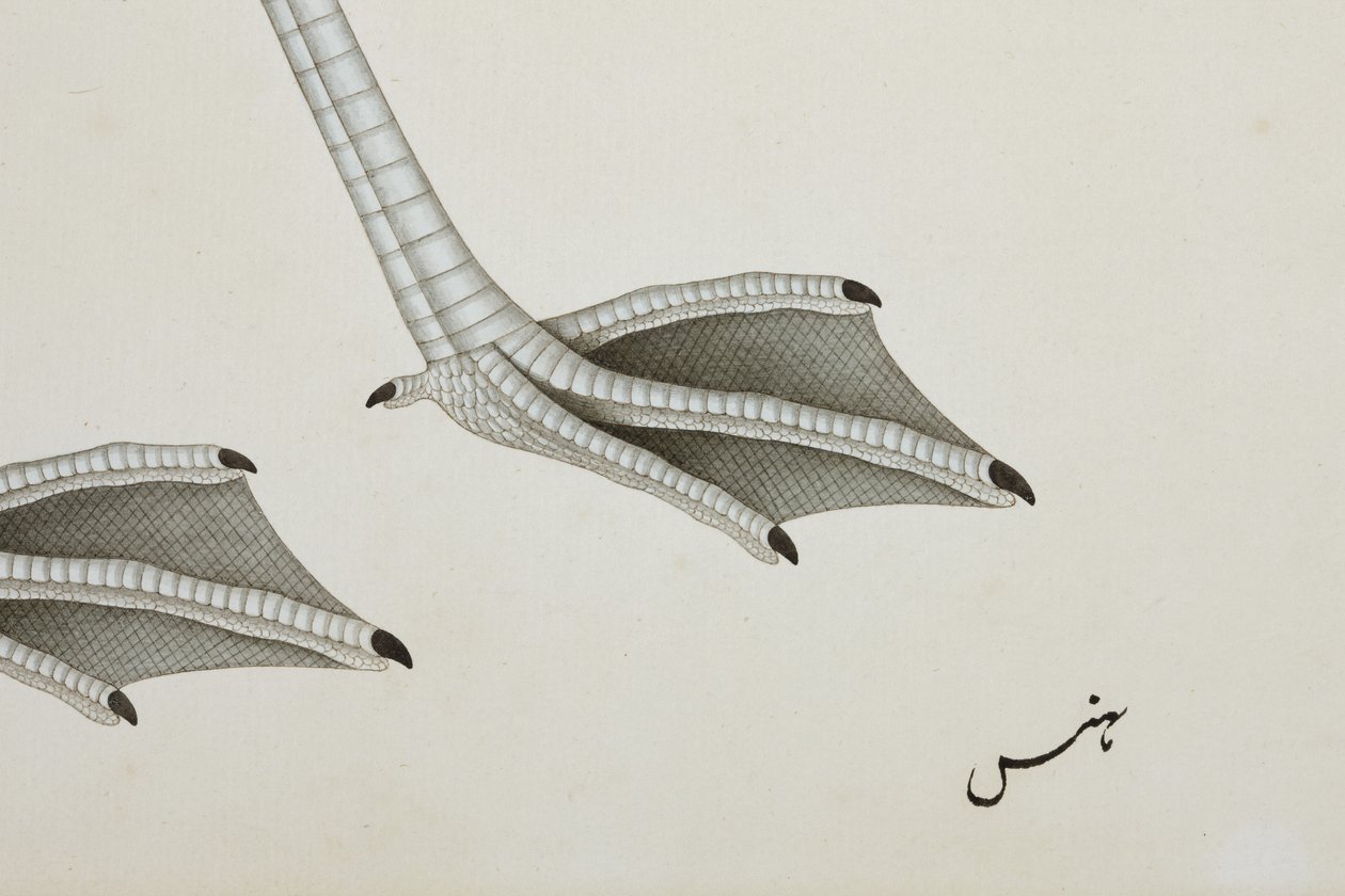 Un fenicottero, dettaglio, c.1780 da Indian School