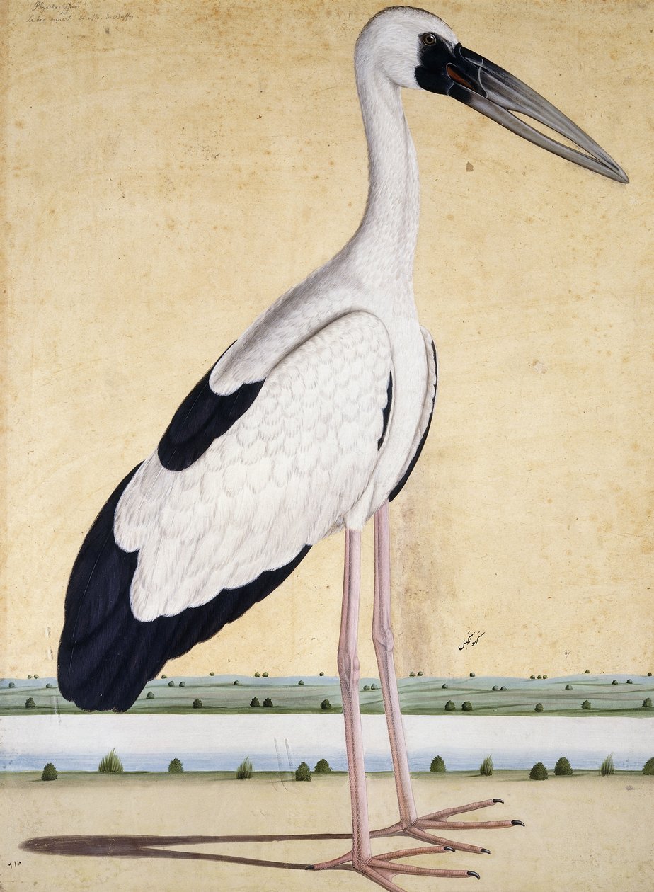 Una cicogna con becco aperto, c. 1780 da Indian School
