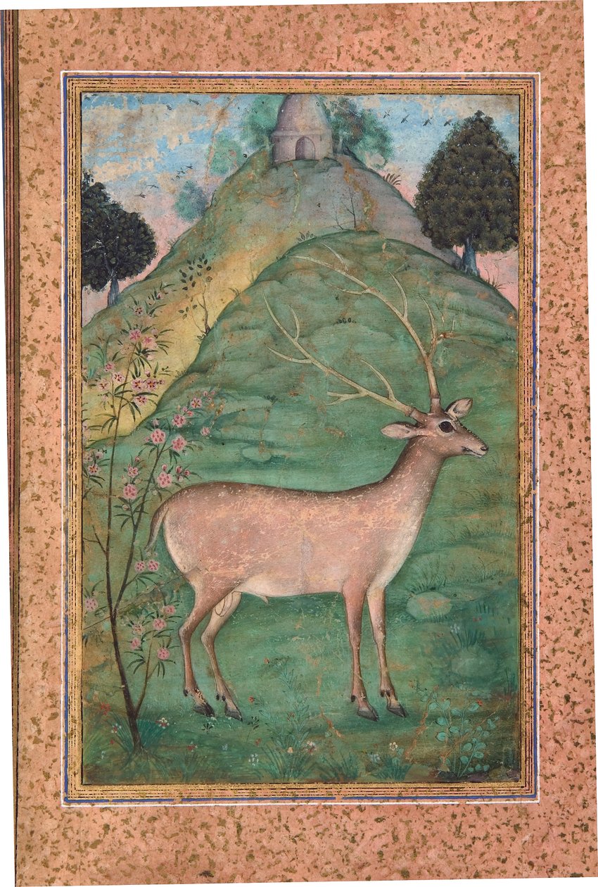 Cervo in un paesaggio da Indian School