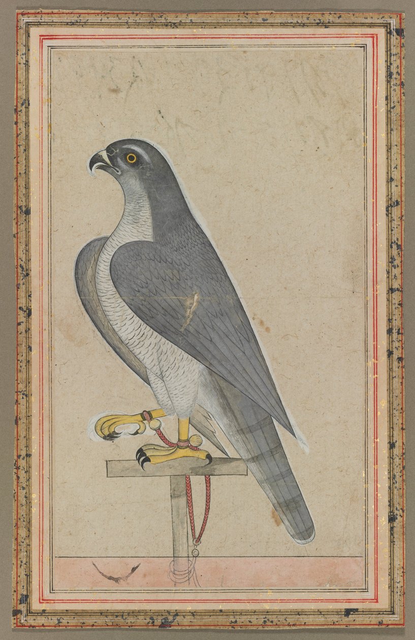 Falcone, 1770 circa (acquerello opaco su carta) da Indian School