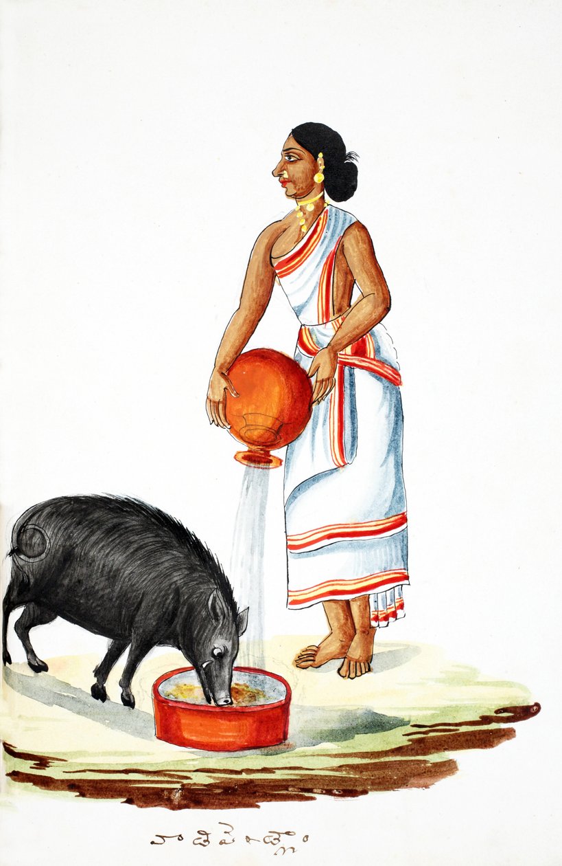 Nutrire un maiale selvatico da Indian School