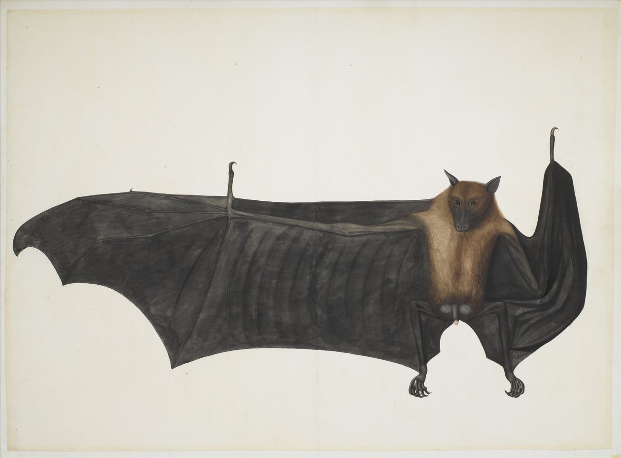Grande pipistrello della frutta indiano, c.1777-82 da Indian School