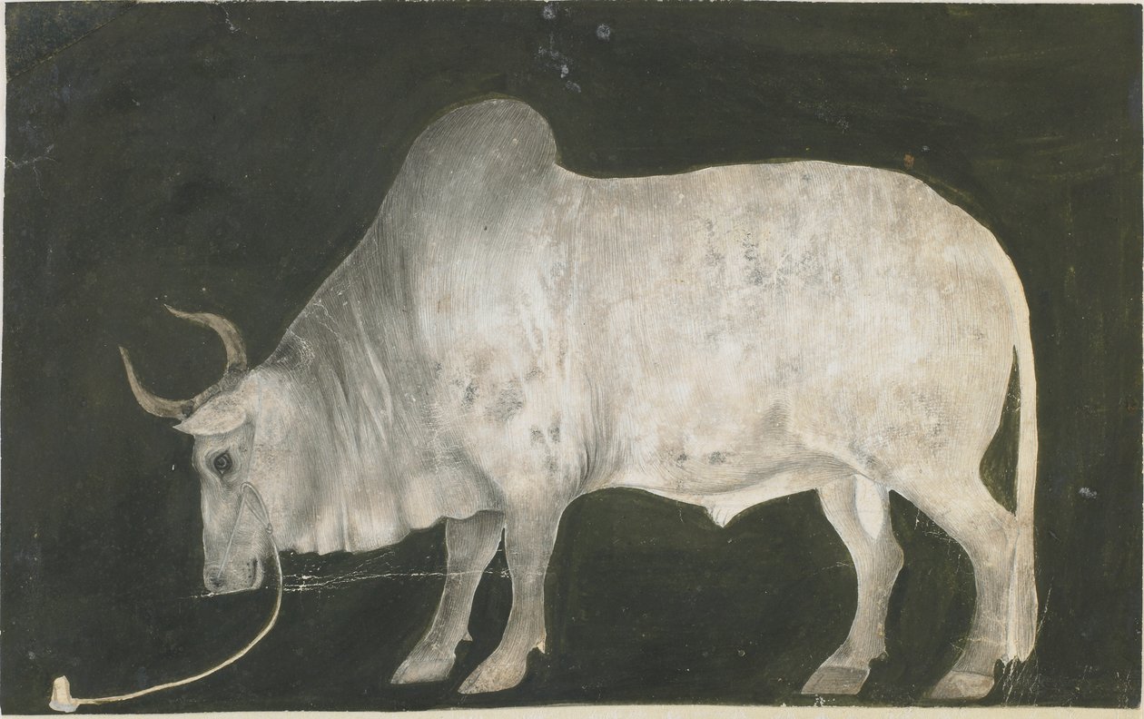 Toro indiano da Indian School