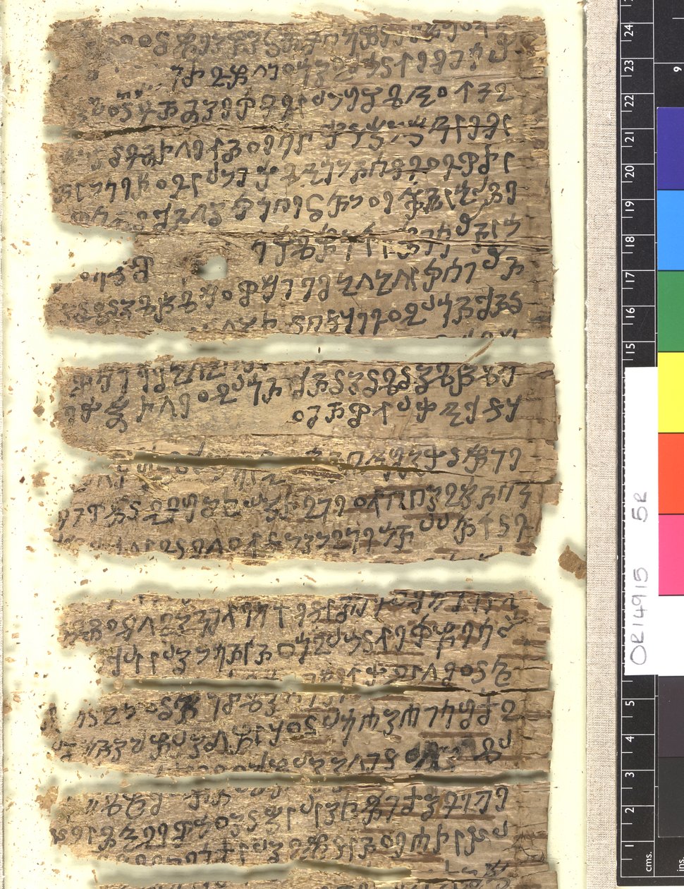 Frammenti di manoscritto su corteccia di betulla in Kharoṣṭhī da Indian School