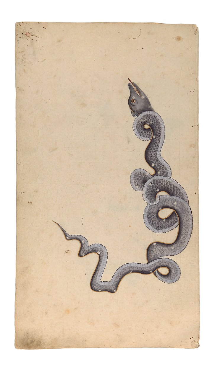La costellazione del Drago: al-Tinnin, 1740 da Indian School