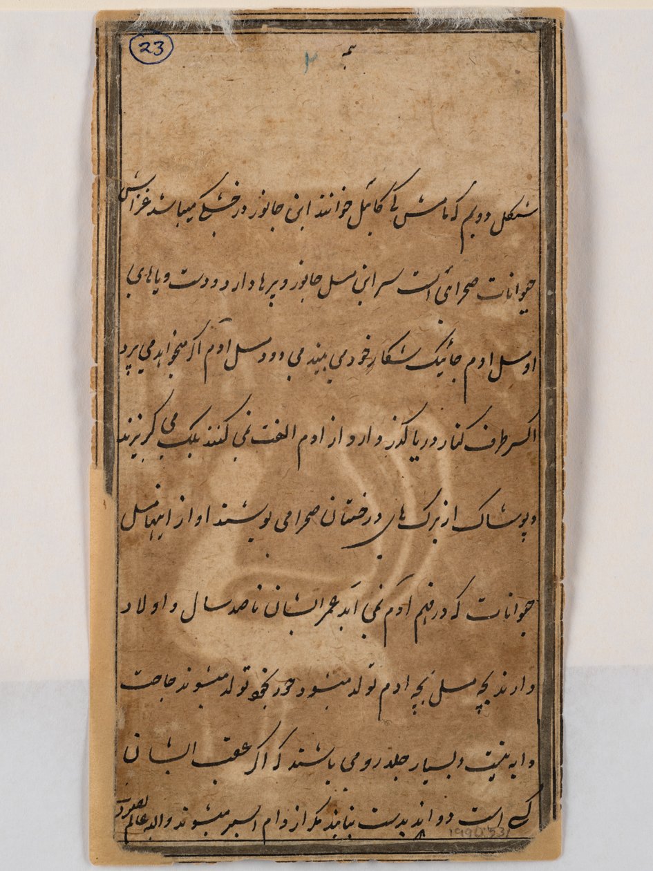 Verso di pavone mitico con testa di donna, 1750 circa (penna e inchiostro su carta) da Indian School