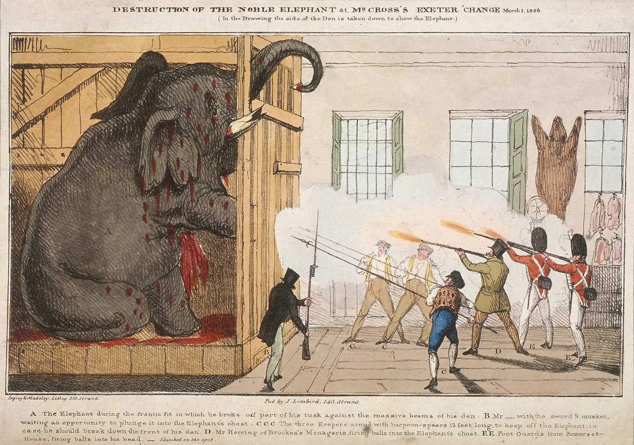 Distruzione del nobile elefante al Cambio di Exeter di Mr Cross da Ingrey and Madeley