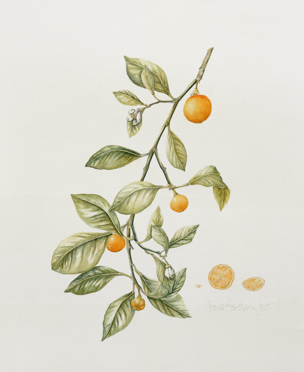 Arancio Ornamentale da Iona Hordern