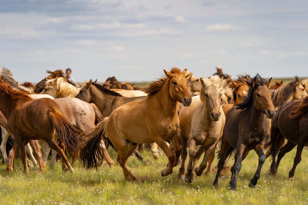 Un branco di cavalli nel Deserto del Gobi Meridionale, Mongolia, 2018 (foto) da Ira Block