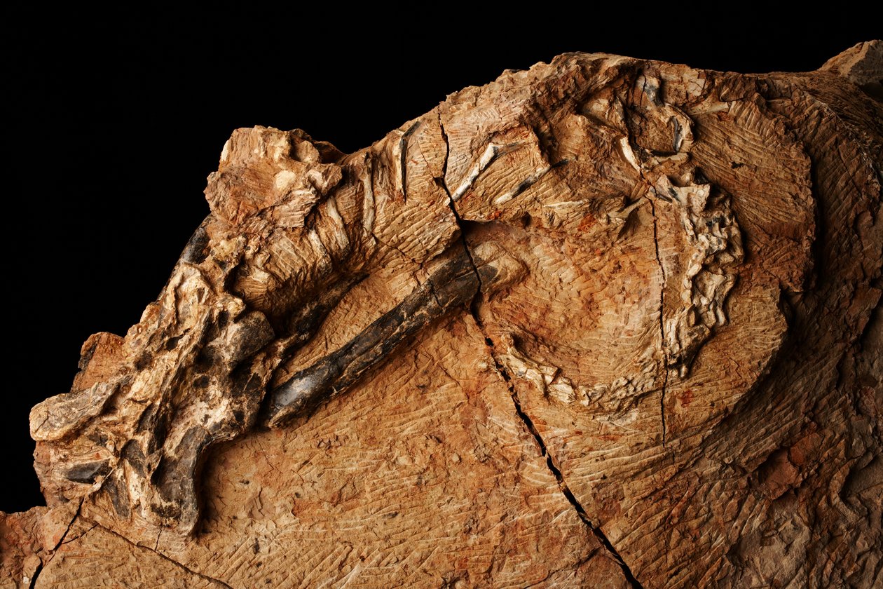 Un dinosauro sconosciuto all