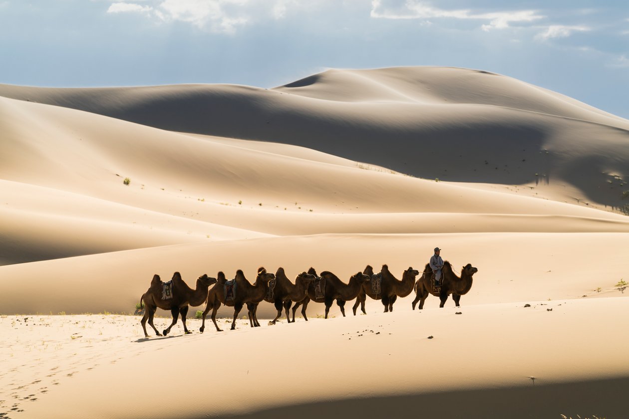 Carovana di cammelli battriani nel Khongoryn Els nel Parco Nazionale Gobi Gurvansaikhan, 2016 (foto) da Ira Block