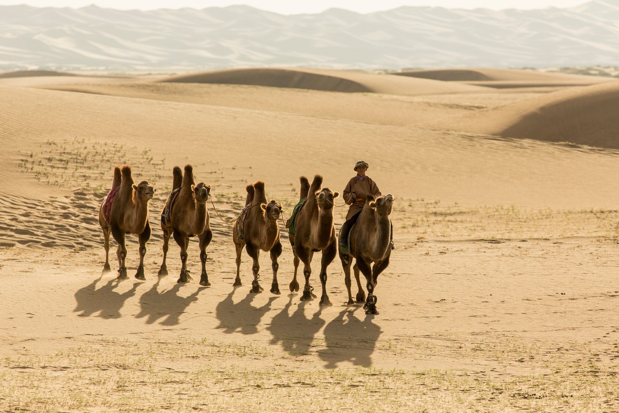Carovana di cammelli battriani nel deserto del sud Gobi, Mongolia, 2013 (foto) da Ira Block