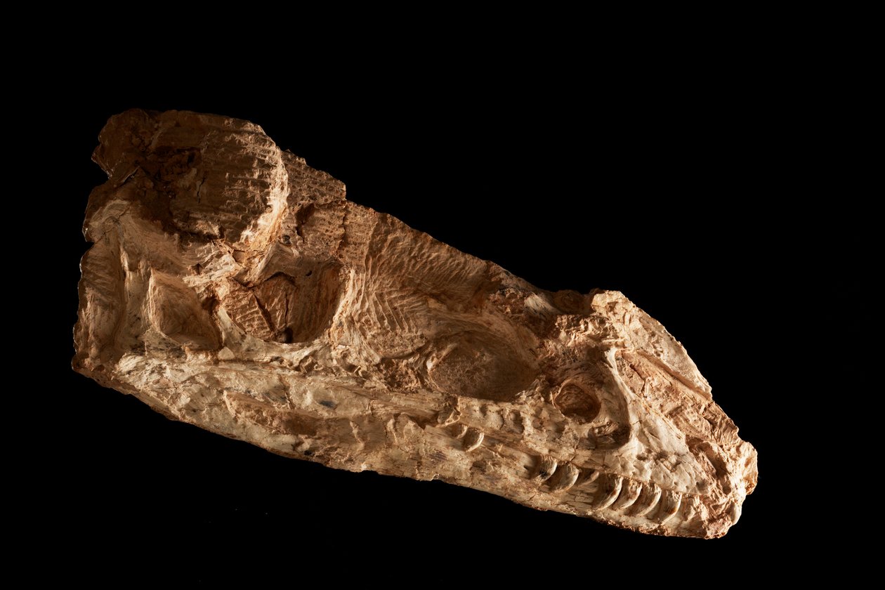 Teschio sub-adulto di Guanlong Wacali all