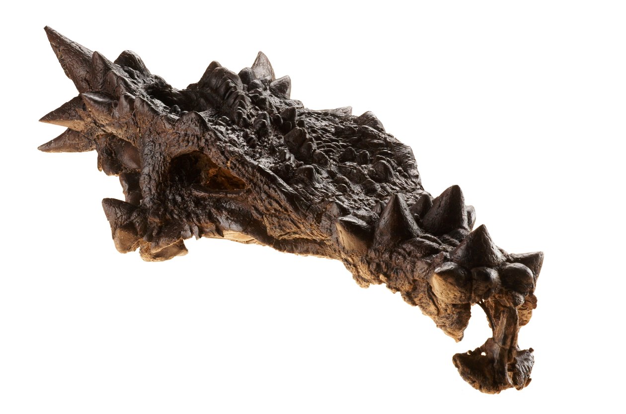 Il cranio del Dracorex al Children
