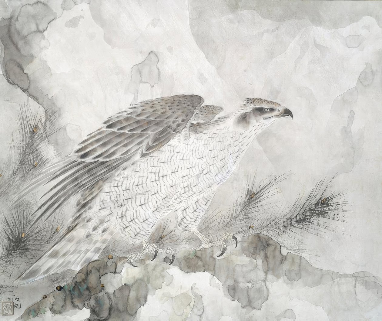Falco da Irie Hako