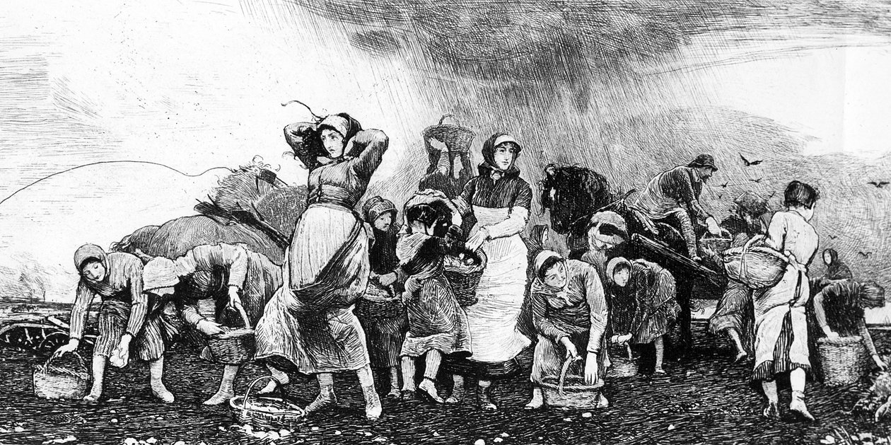 Raccolta delle patate, c.1870 da Irish School