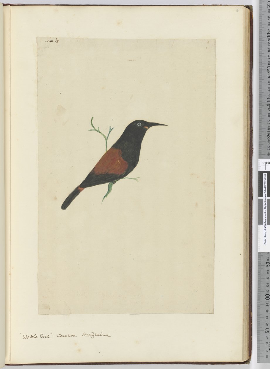 Uccello wattled. Cuculo. Nuova Zelanda, 1772-75 da Isaac Smith