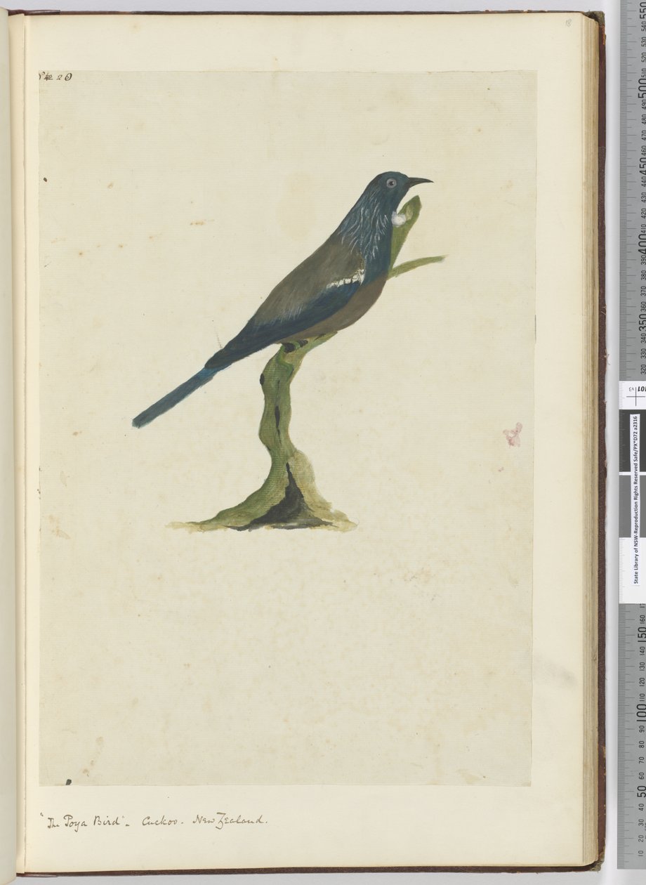 Uccello poya, cuculo. Nuova Zelanda, 1772-75 da Isaac Smith