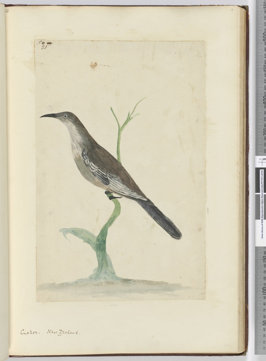 Cuculo. Nuova Zelanda, 1772-75 da Isaac Smith