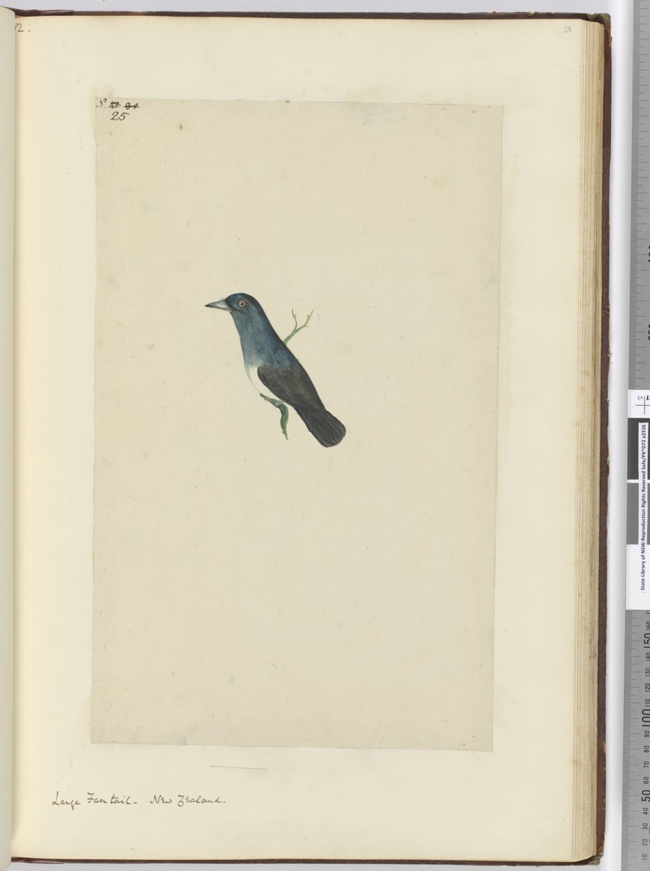 Grande coda a ventaglio. Nuova Zelanda, 1772-75 da Isaac Smith
