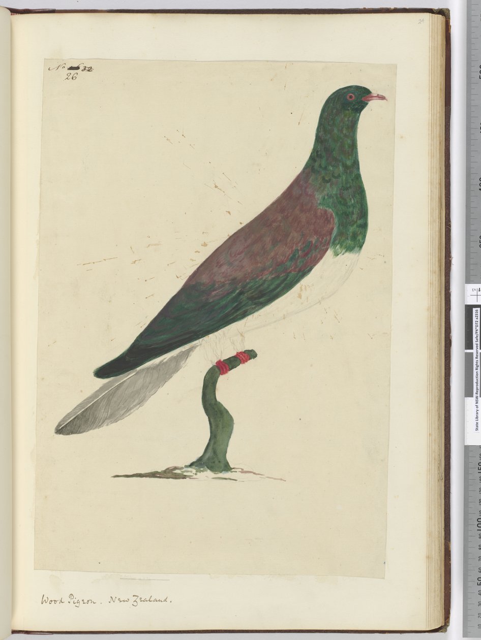 Piccione selvatico. Nuova Zelanda, 1772-75 da Isaac Smith