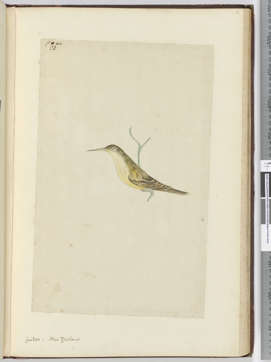 Cuculo. Nuova Zelanda, 1772-75 da Isaac Smith