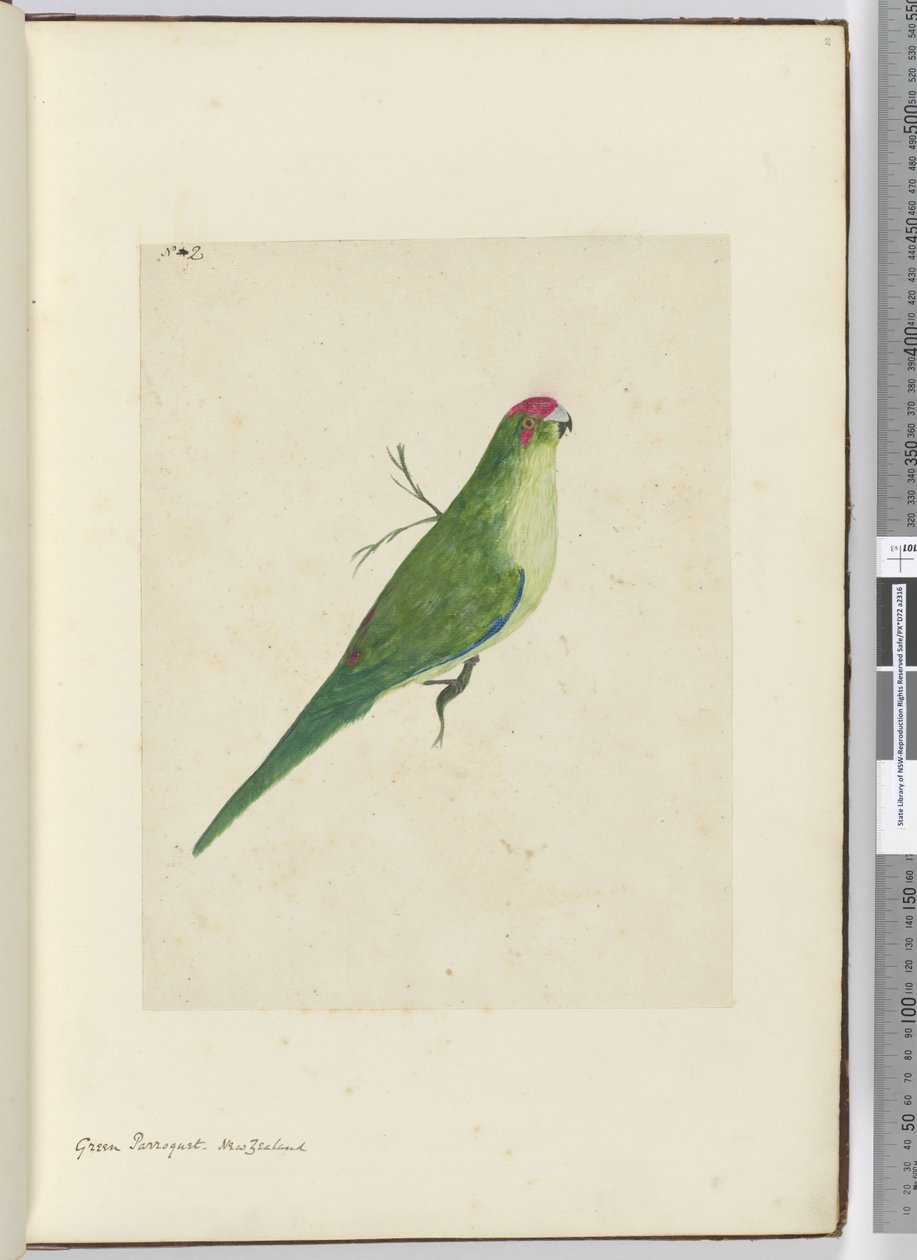 Parrocchetto verde. Nuova Zelanda, 1772-75 da Isaac Smith